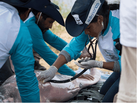 Herztöne Flussdelfin.png