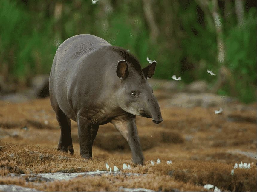 Flachlandtapir.png